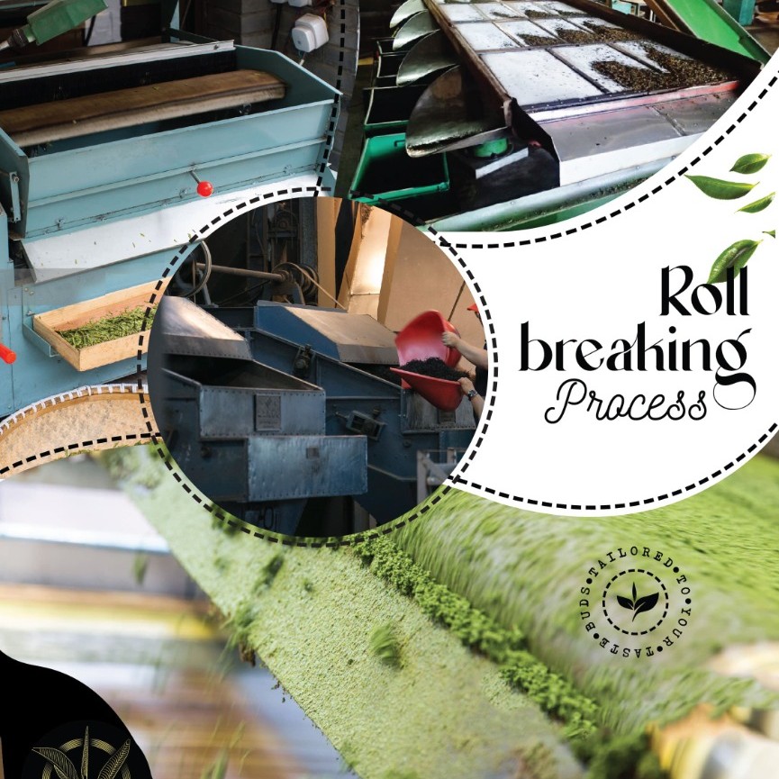Roll breaking process of tea manufacturing