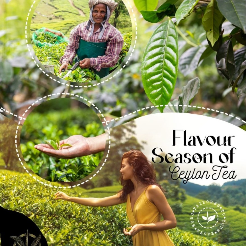 Flavour Seasons of Ceylon Tea