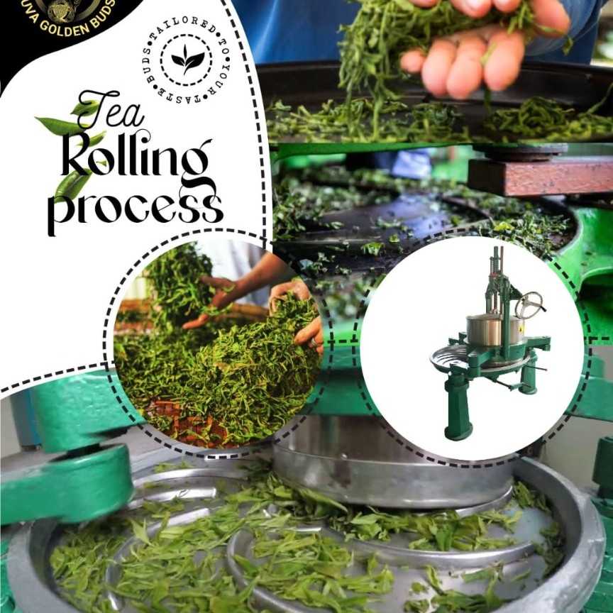 Rolling Process in Black Tea Manufacturing