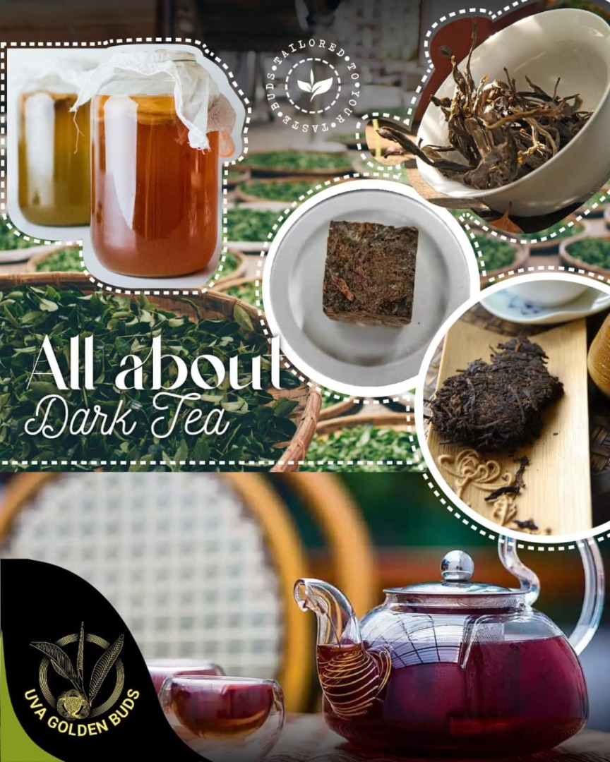 All about Dark Tea
