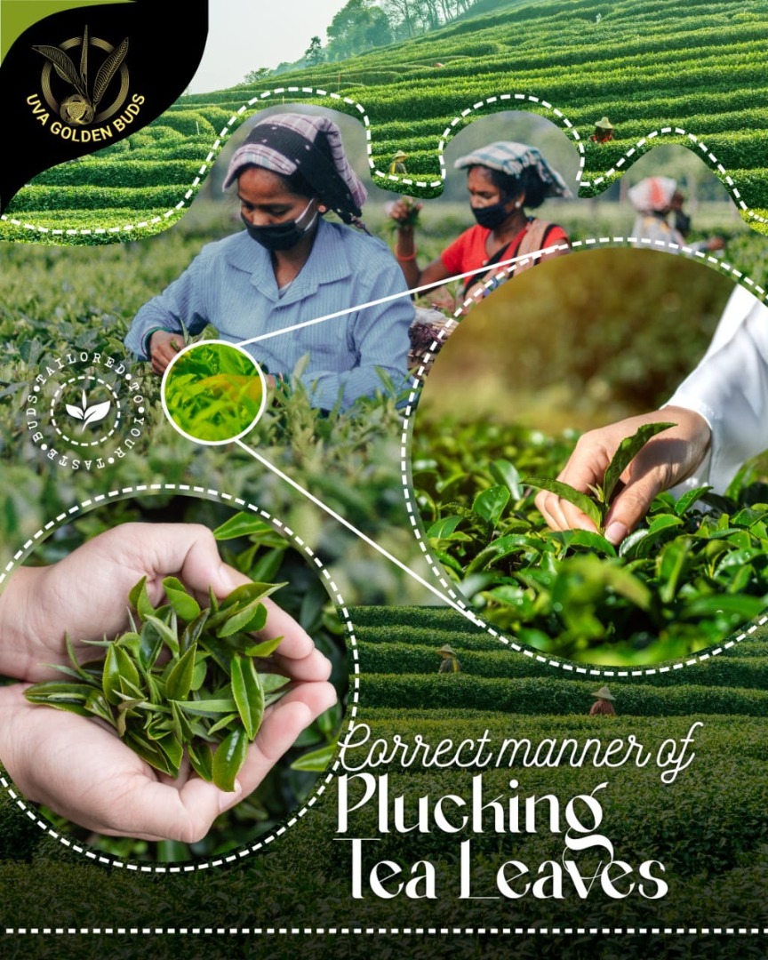 Manual Plucking of Tender Tea Shoots